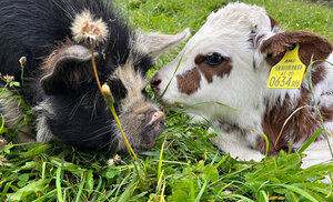 2_IMG_0000_summer_9_IMG_2152