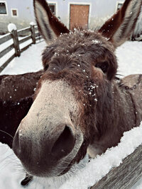 5_IMG_0001_winter_4_IMG_4331